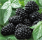 Ежевика Блэк Сатин (Black Satin) 3186