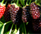 Ежемалина  Бойсенберри  (Boysenberry) 3369 - фото 8606