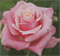Роза Панама (Panama) 3414 - фото 8683