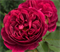 Роза Дарси Бассел (Darcey Bussell) 3209 - фото 8776