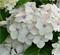 Гортензия крупнолистная Мадам Эмиль Мулье (Madame Emile Mouillere) 3612