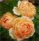 Роза Леди оф Шалот (Lady of Shalott) 3671 - фото 9112