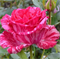 Роза Пинк Интуишн (Pink Intuition) 2435 - фото 9145