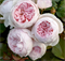 Роза Герцогиня Кристина (Herzogin Christiana) 3740 - фото 9292