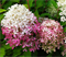 Гортензия метельчатая Роял Фловер (Royal Flower) 3578