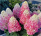 Гортензия метельчатая Сандей Фрейз (Sundae Fraise) 3025