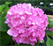 Гортензия крупнолистная Форевер энд Эва Пинк (Forever & Ever Pink) 3806