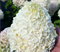 Гортензия метельчатая Геркулес (Hercules) 3811