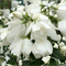 Чубушник (Жасмин) Сноубель (Snowbelle) 3816