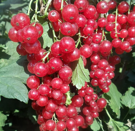 Смородина красная Уральская красавица 3363