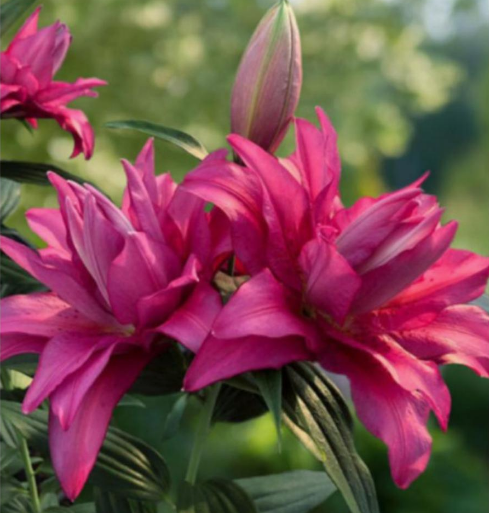 Лилия  Флоретта (Roselily Floretta) Восточный махровый гибрид 3457