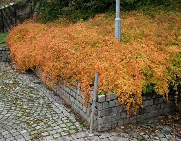 Стефанандра Криспа (Stephanandra incisa Crispa)  0,8 л 3824