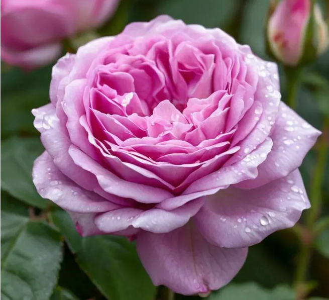 Роза Сапфир (Saphir) 3569