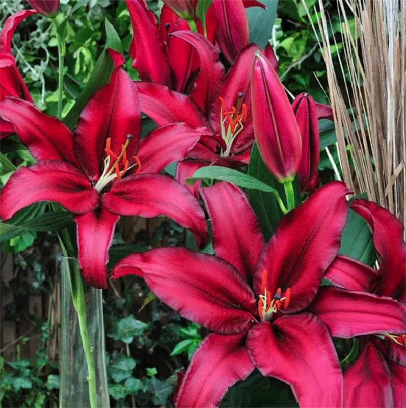 Лилия Файрболт (Firebolt) Восточный гибрид 3840