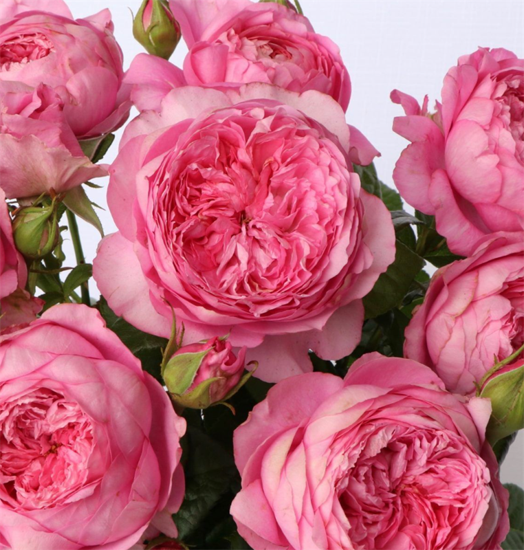 Роза Элоди Госсюэн (Elodie Gossuin) 3204