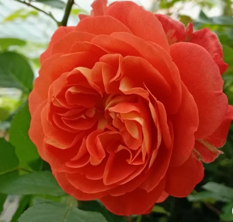 Роза Жардан Дю Брюль (Jardin du Brule) 3857