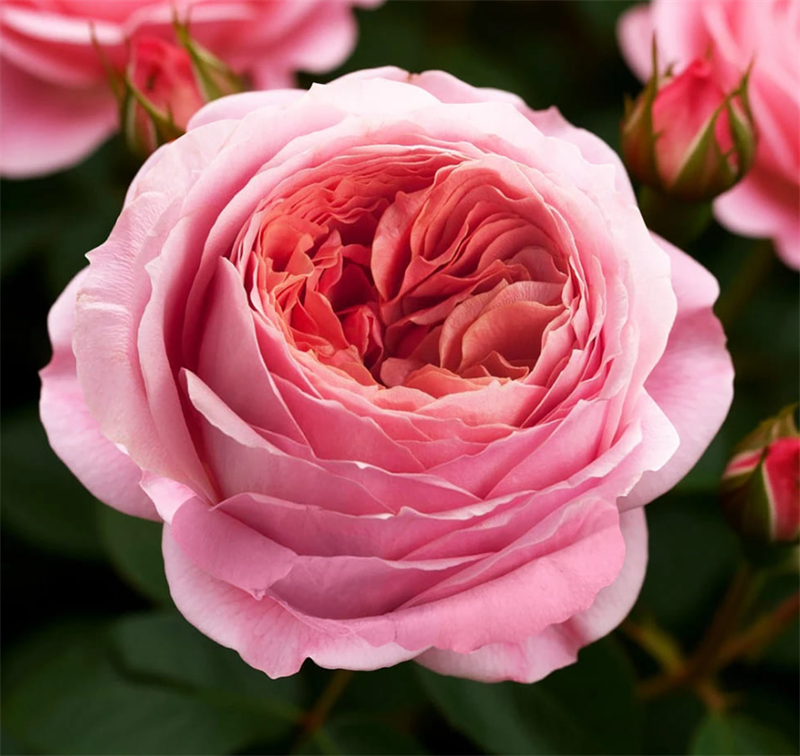 Роза Пинк Экспрешн (Pink Expression) 3886