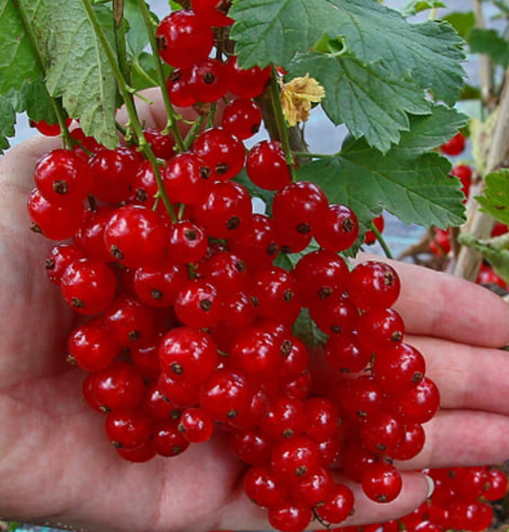 Смородина красная Рондом 3923