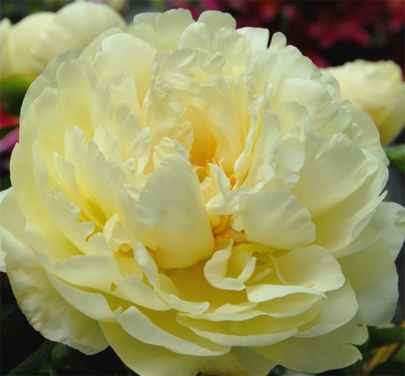 Пион Лемон Шифон (Lemon Chiffon) 3925
