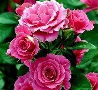 Роза Лавли Лидия (Lydia Lovely) 2649