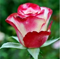 Роза Свитнес (Sweetness) 1862