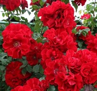 Роза Ротер Корсар (Roter Korsar) 2959