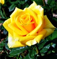 Роза Латина (Latina) 2970