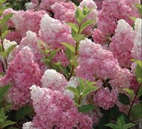 Гортензия метельчатая Ванилла Фрейз (Vanille Fraise) 3026