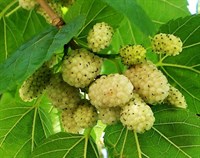 Шелковица белая (Morus alba) 3054