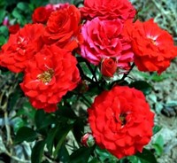 Роза Ред Микадо (Red Mikado) 3136