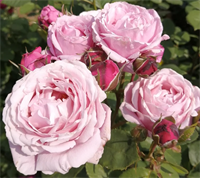 Роза Дитер Мюллер (Dieter Muller) 3202