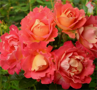 Роза Декор Арлекин (Decor Arlequin) 3408