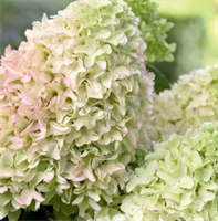Гортензия метельчатая Мэджикал Лайм Спаркл (Magical Lime Sparkle) 3468