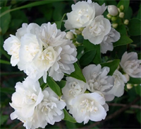 Чубушник (жасмин) Снежная буря (Snezhnaja Burja) 3470