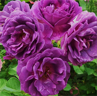 Роза Минерва (Minerva) 3512