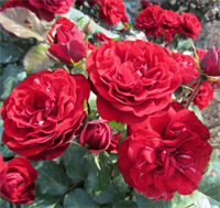 Роза Торнадо (Tornado) 3540