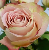 Роза Аппер Секрет (Upper Secret) 3121