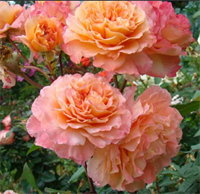 Роза Августа Луиза (Augusta Luise) 3149