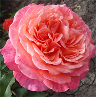 Роза Альбрехт Дюрер (Albrecht Durer) 3140