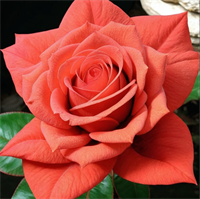 Роза Корвет (Corvette) 2974