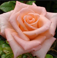 Роза Пикуба (Pikuba) 3686