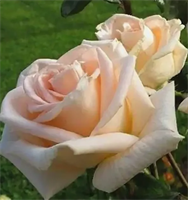 Роза Талея (Talea) 3697