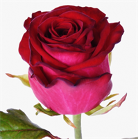 Роза Чири (Chiri) 3703