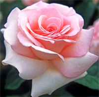 Роза Александр Пушкин, Принц Жардиньер (Alexandre Pouchkine, Prince Jardinier) 3727