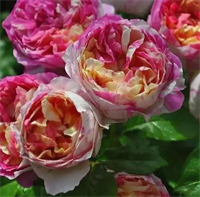 Роза Жюли Андрие (Julie Andrieu) 3746