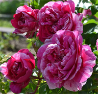 Роза Инес Састр (Ines Sastre) 3748