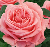 Роза Амстердам Пинк (Amsterdam Pink) 3755