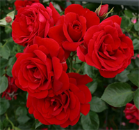 Роза Симпатия (Sympathie) 3758