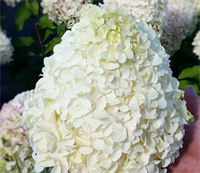 Гортензия метельчатая Геркулес (Hercules) 3811