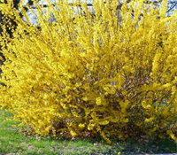 Форзиция Уик Энд (Weekend) 3817